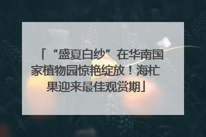 “盛夏白纱”在华南国家植物园惊艳绽放！海杧果迎来最佳观赏期