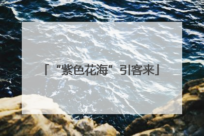 “紫色花海”引客来