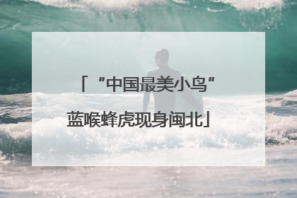 “中国最美小鸟”蓝喉蜂虎现身闽北