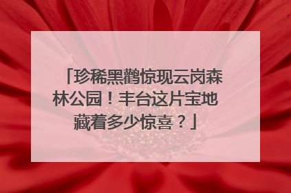珍稀黑鹳惊现云岗森林公园！丰台这片宝地藏着多少惊喜？