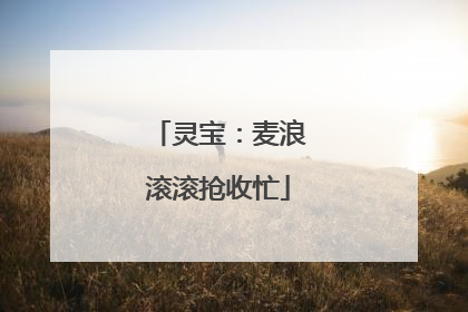 灵宝：麦浪滚滚抢收忙