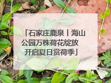 石家庄鹿泉丨海山公园万株荷花绽放 开启夏日赏荷季