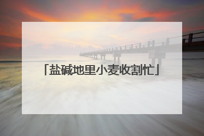 盐碱地里小麦收割忙