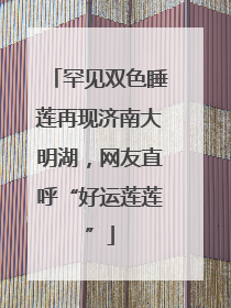罕见双色睡莲再现济南大明湖，网友直呼“好运莲莲”