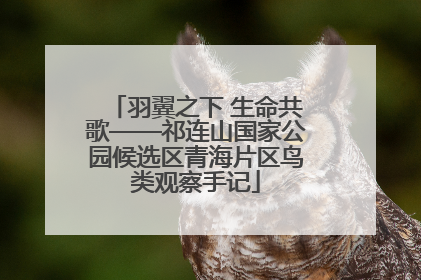 羽翼之下 生命共歌——祁连山国家公园候选区青海片区鸟类观察手记
