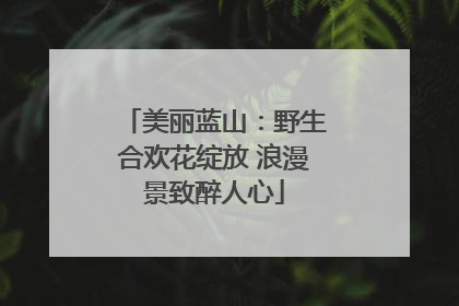 美丽蓝山：野生合欢花绽放 浪漫景致醉人心