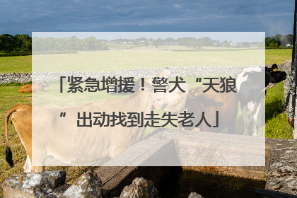 紧急增援！警犬“天狼”出动找到走失老人