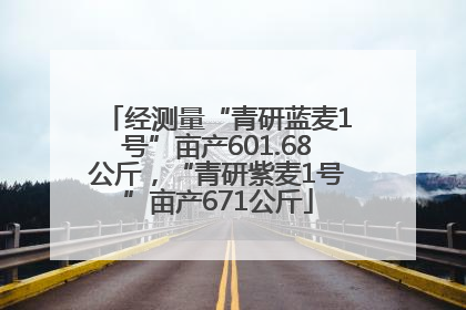 经测量“青研蓝麦1号”亩产601.68公斤，“青研紫麦1号”亩产671公斤