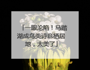 一眼沦陷！马踏湖成鸟类诗意栖居地，太美了