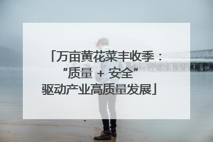 万亩黄花菜丰收季：“质量 + 安全” 驱动产业高质量发展