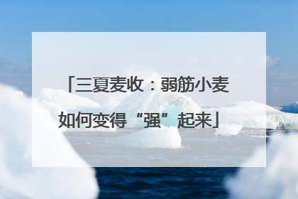 三夏麦收：弱筋小麦如何变得“强”起来