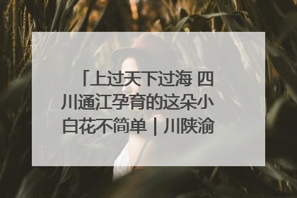 上过天下过海 四川通江孕育的这朵小白花不简单｜川陕渝网络名人巴中行