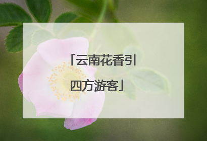 云南花香引四方游客