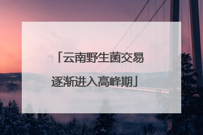云南野生菌交易逐渐进入高峰期