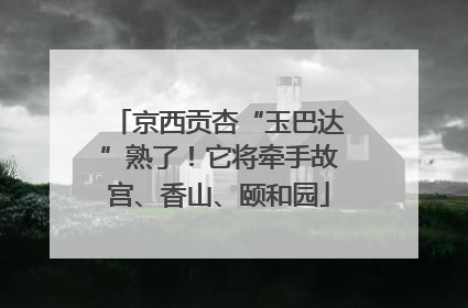 京西贡杏“玉巴达”熟了！它将牵手故宫、香山、颐和园