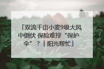 双流千亩小麦9级大风中倒伏 保险难撑“保护伞”？丨阳光帮忙