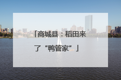 商城县：稻田来了“鸭管家”