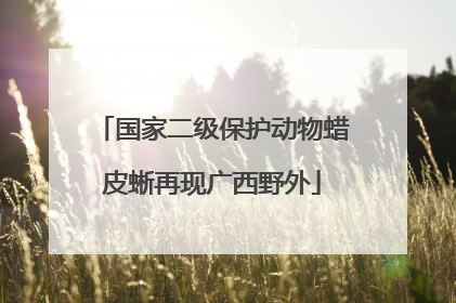 国家二级保护动物蜡皮蜥再现广西野外