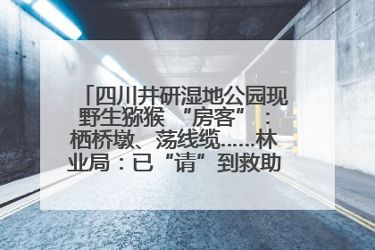 四川井研湿地公园现野生猕猴 “房客”：栖桥墩、荡线缆……林业局：已“请”到救助站，将放归自然