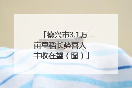 德兴市3.1万亩早稻长势喜人 丰收在望（图）
