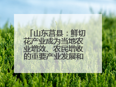 山东莒县：鲜切花产业成为当地农业增效、农民增收的重要产业发展和特色品牌