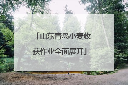 山东青岛小麦收获作业全面展开