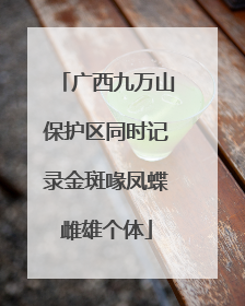 广西九万山保护区同时记录金斑喙凤蝶雌雄个体