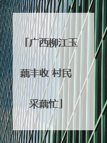 广西柳江玉藕丰收 村民采藕忙