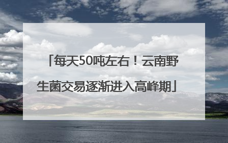 每天50吨左右！云南野生菌交易逐渐进入高峰期