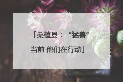 桑植县：“猛兽”当前 他们在行动