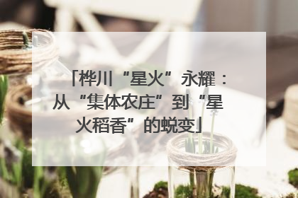 桦川“星火”永耀：从“集体农庄”到“星火稻香”的蜕变