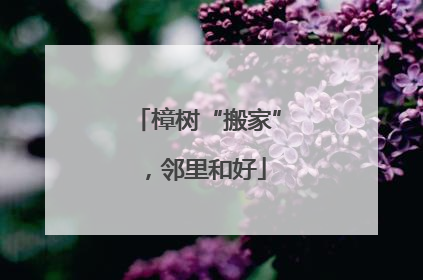樟树“搬家”，邻里和好