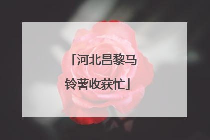 河北昌黎马铃薯收获忙