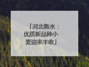 河北衡水：优质新品种小麦迎来丰收