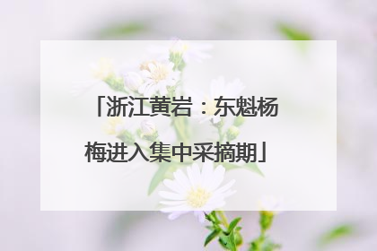 浙江黄岩：东魁杨梅进入集中采摘期