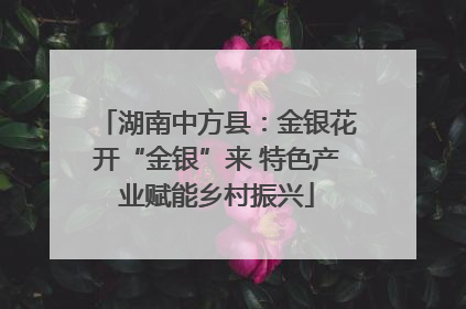 湖南中方县：金银花开“金银”来 特色产业赋能乡村振兴