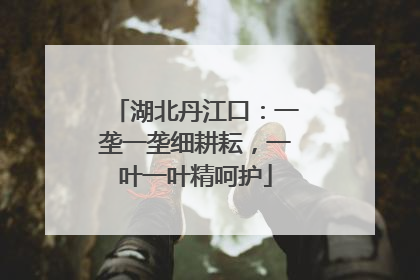 湖北丹江口：一垄一垄细耕耘，一叶一叶精呵护