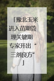 豫北玉米进入苗期管理关键期 专家开出“三剂良方”