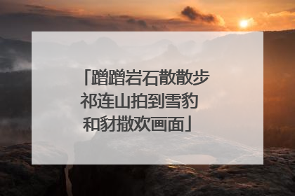蹭蹭岩石散散步 祁连山拍到雪豹和豺撒欢画面