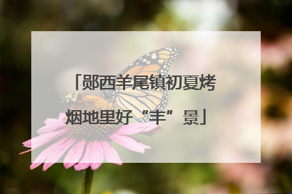 郧西羊尾镇初夏烤烟地里好“丰”景