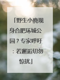 野生小麂现身合肥环城公园？专家呼吁：若邂逅切勿惊扰