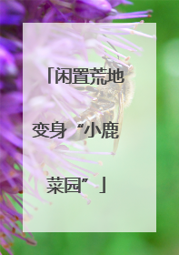 闲置荒地变身“小鹿菜园”