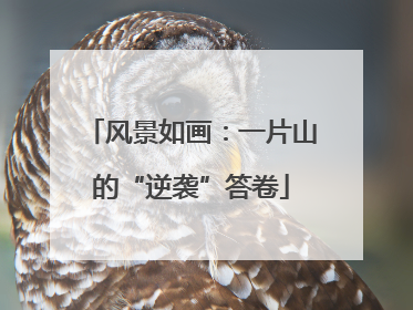 风景如画：一片山的“逆袭”答卷