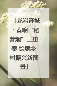 龙岩连城：奏响“稻薯烟”三重奏 绘就乡村振兴新图景