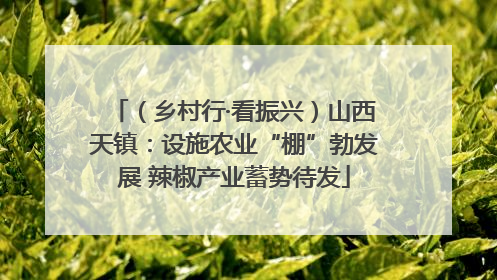 （乡村行·看振兴）山西天镇：设施农业“棚”勃发展 辣椒产业蓄势待发