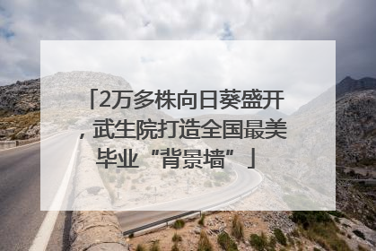 2万多株向日葵盛开，武生院打造全国最美毕业“背景墙”