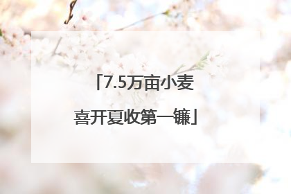7.5万亩小麦喜开夏收第一镰