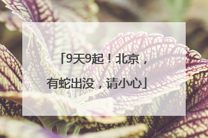 9天9起！北京，有蛇出没，请小心